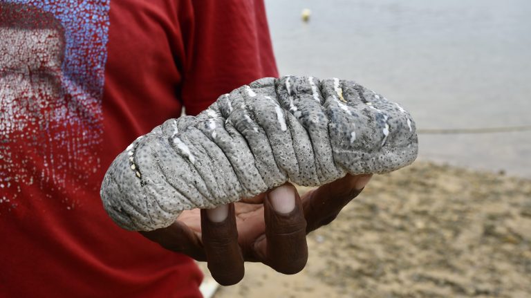 sea cucumber