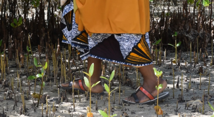 Mangrove Conservation: The Women Saviors Of Kenya’s Coast