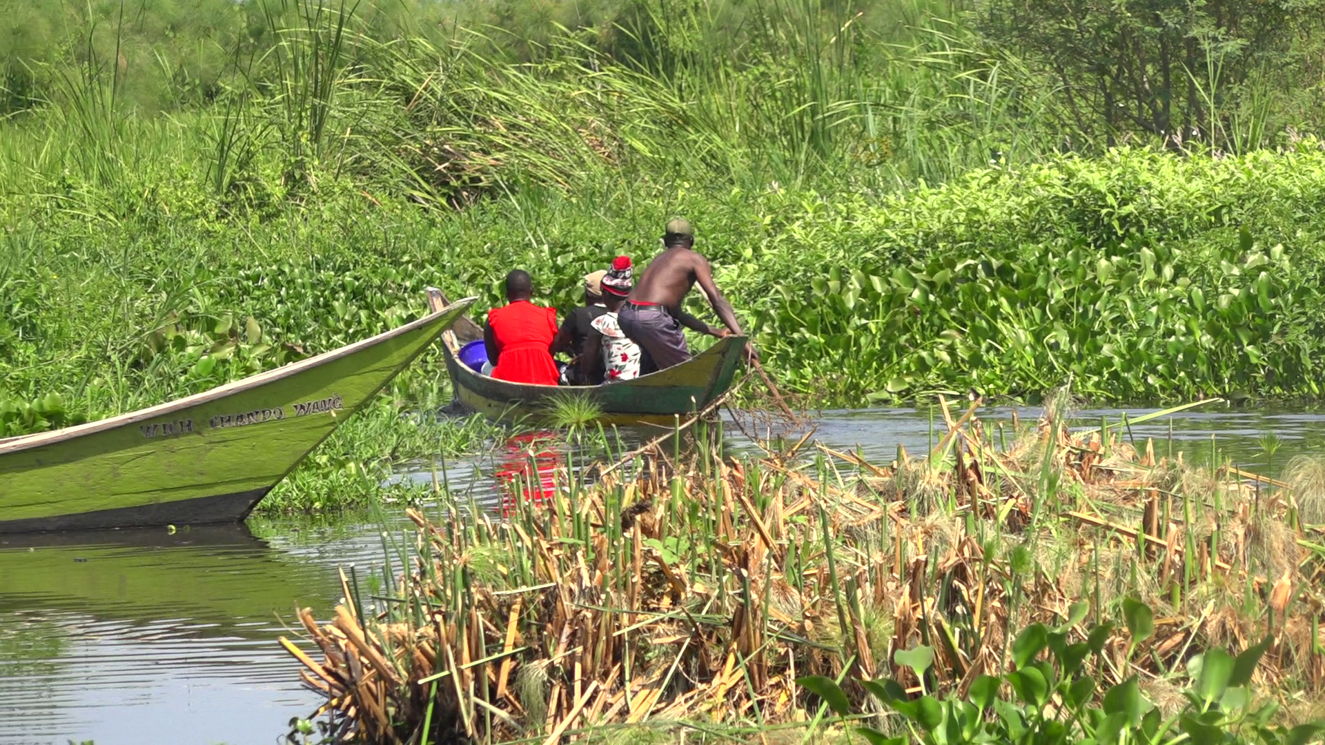 Fishing Community turn To Paupers as Water Hyacinth Menace havocs Lake Victory